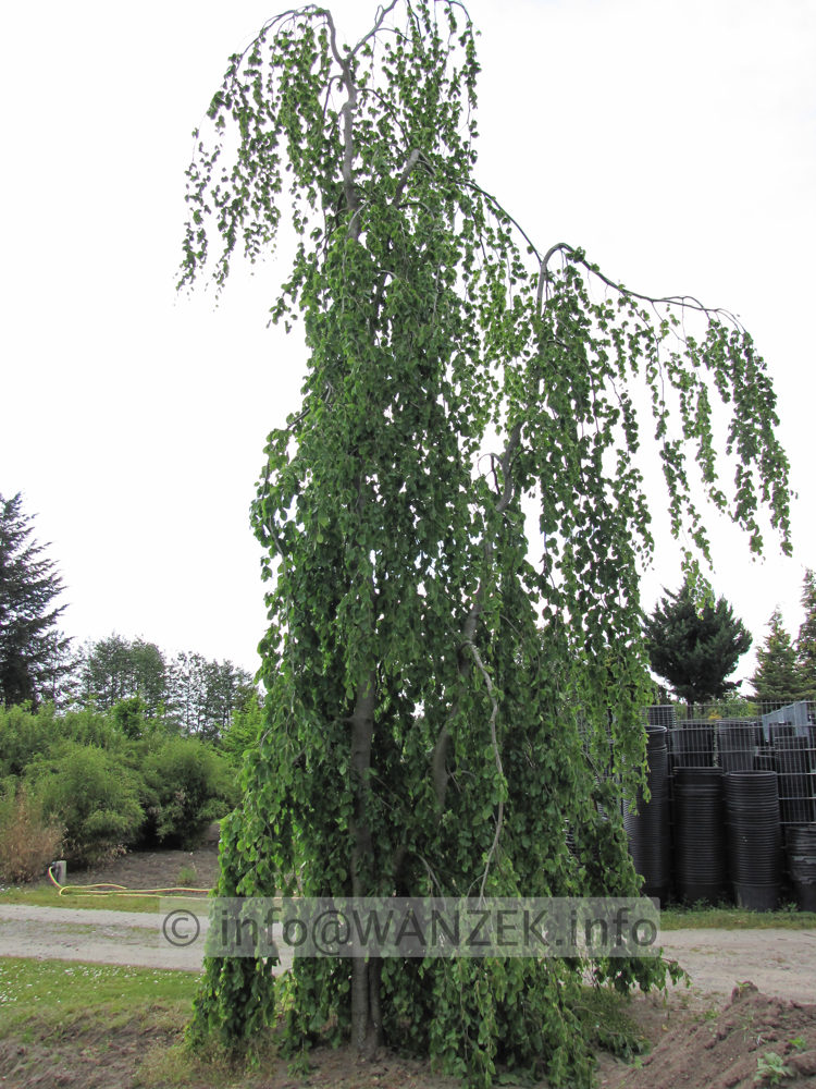 Fagsu sylvatica Pendula - Busch Sol 2.JPG